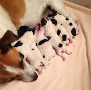 Elsie and Puppies